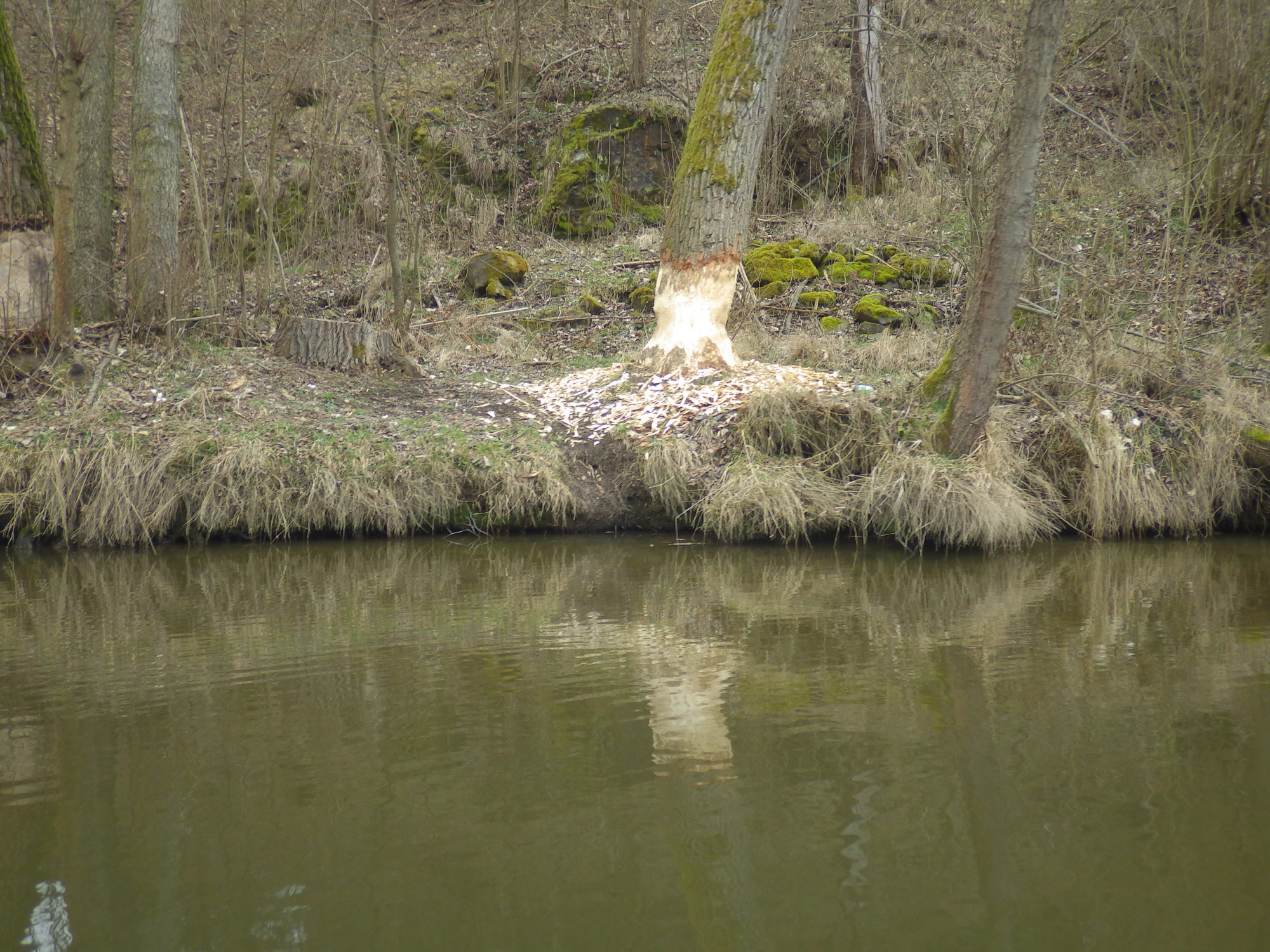 Radbuza Chobotnice bobr